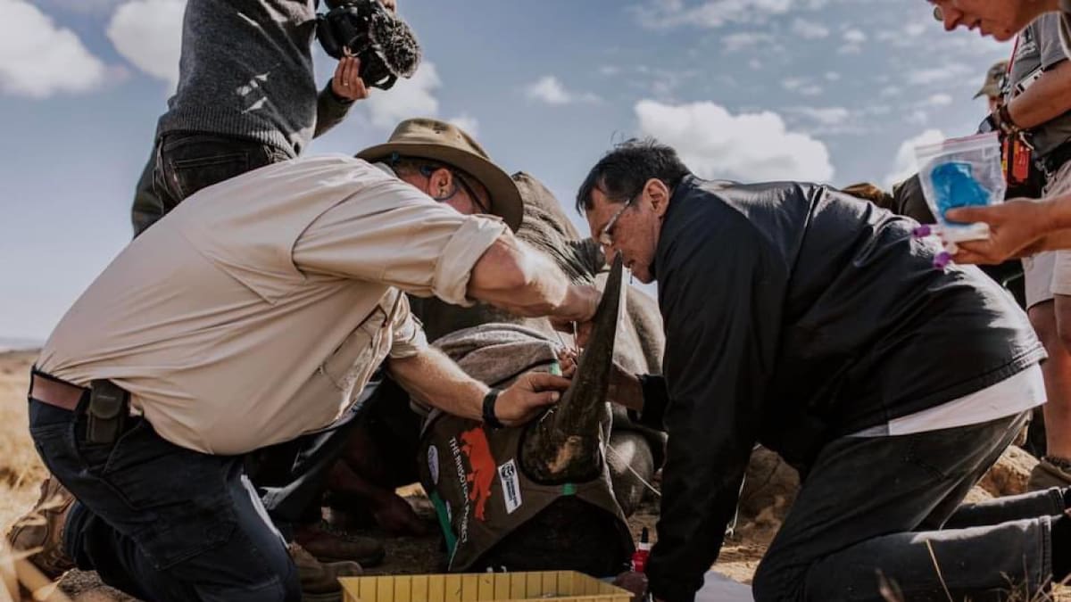 Parece una locura, pero es real: científicos volvieron “radioactivos” los cuernos de 16 rinocerontes para evitar su extinción