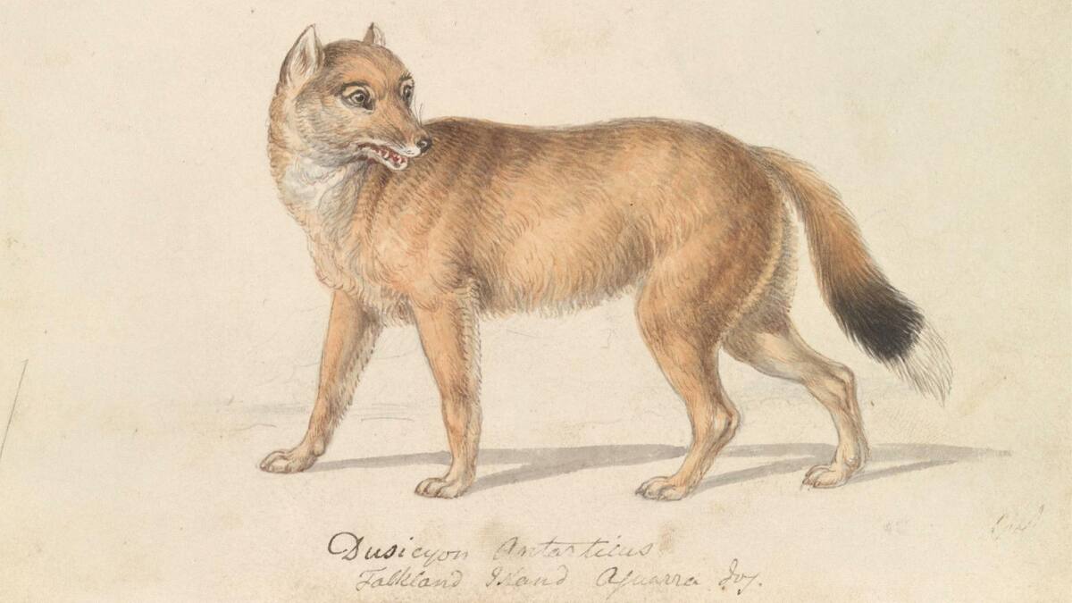 El lobo de las Islas Malvinas. Foto: argentinat