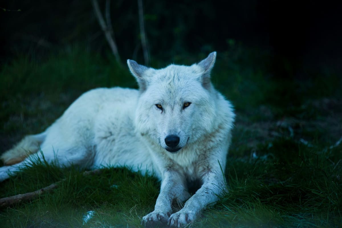 El lobo huargo estaba extinto hacía más de 12.500 años. Foto: Unsplash.