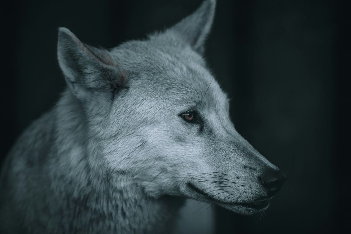 El lobo huargo fue protagonista en "Games of Thrones". Foto: Unsplash.