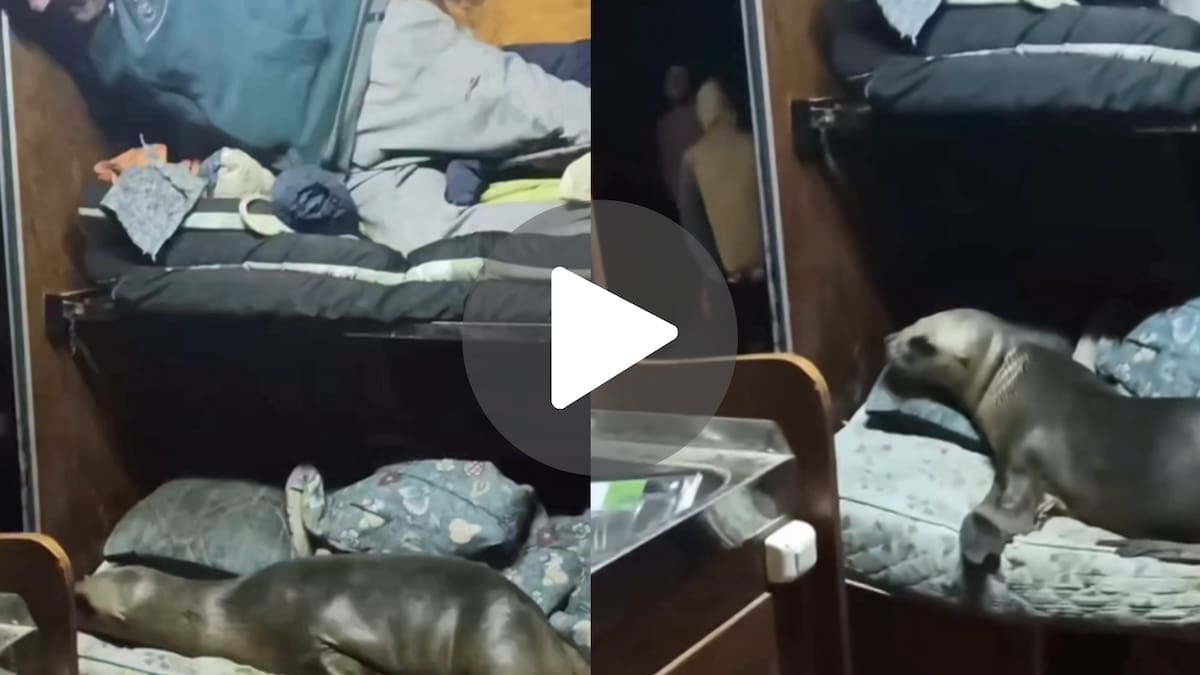 “Encontró el mejor hotel del puerto”: un lobo marino se metió en un pesquero, se acostó en una cama y se volvió viral en Mar del Plata