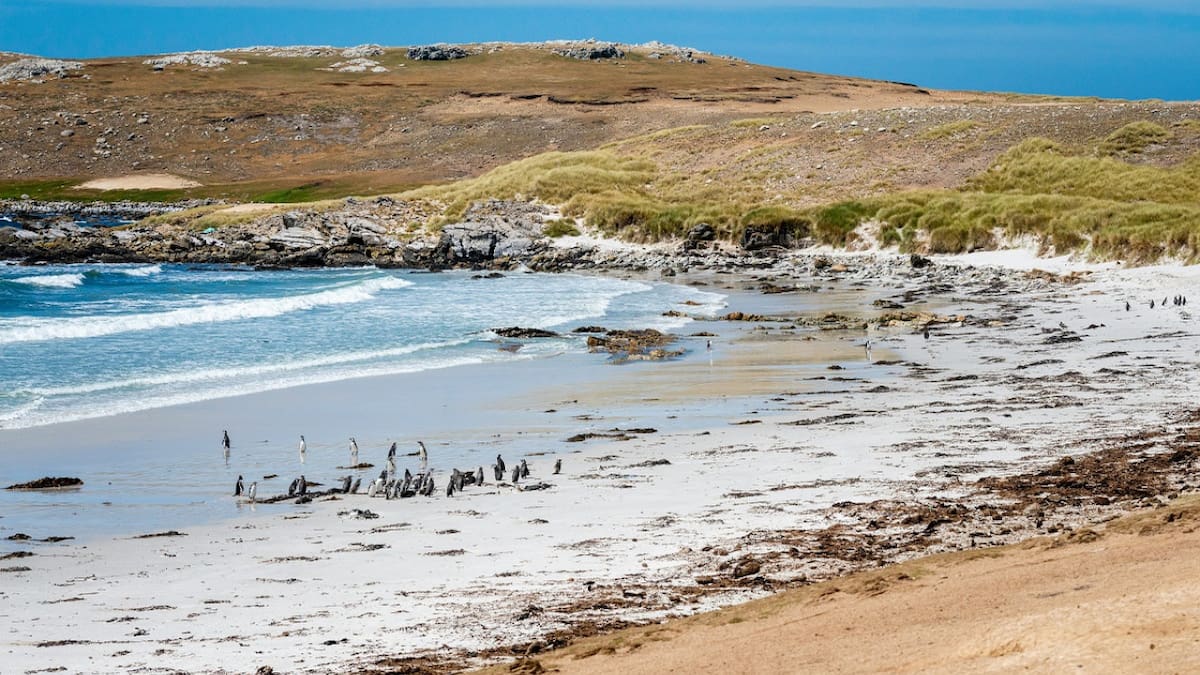 El megaproyecto que divide las aguas en las Islas Malvinas: promete empleo e inversión, pero advierten sobre su impacto ambiental