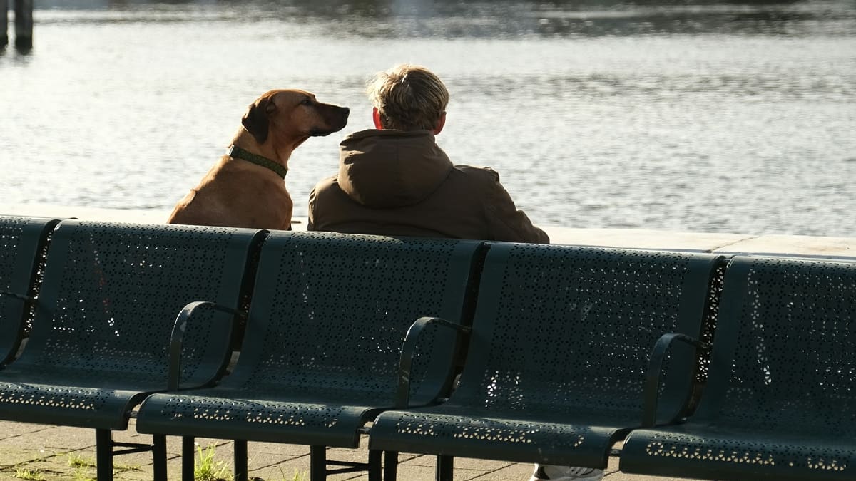 Comportamiento canino: el método que usan los entrenadores para controlar el ladrido de los perros