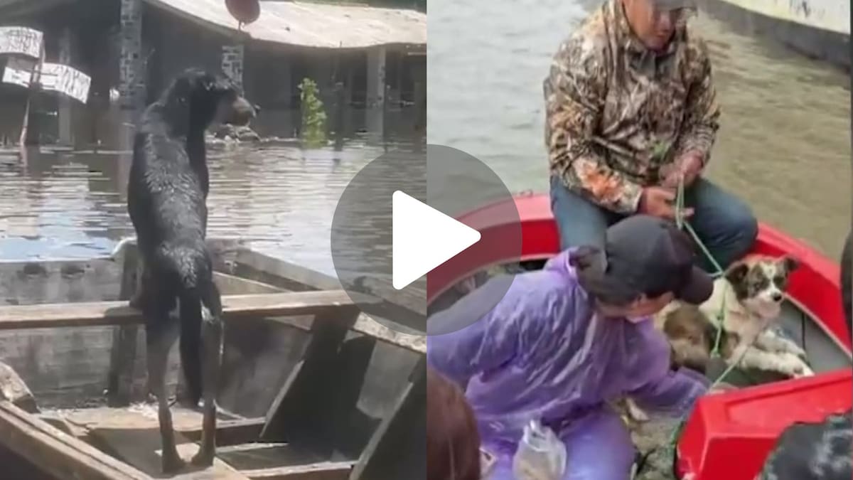 Rescate de mascotas en Paraguay.
