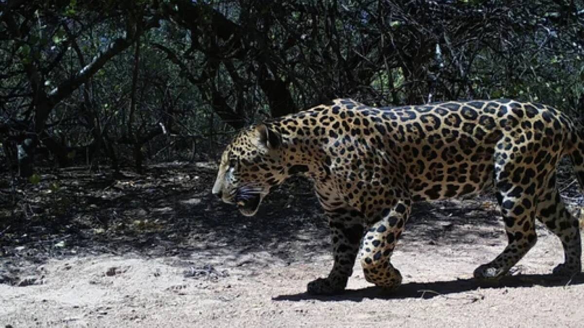 El nuevo yaguareté avistado en la Reserva Natural Formosa. Foto: NA