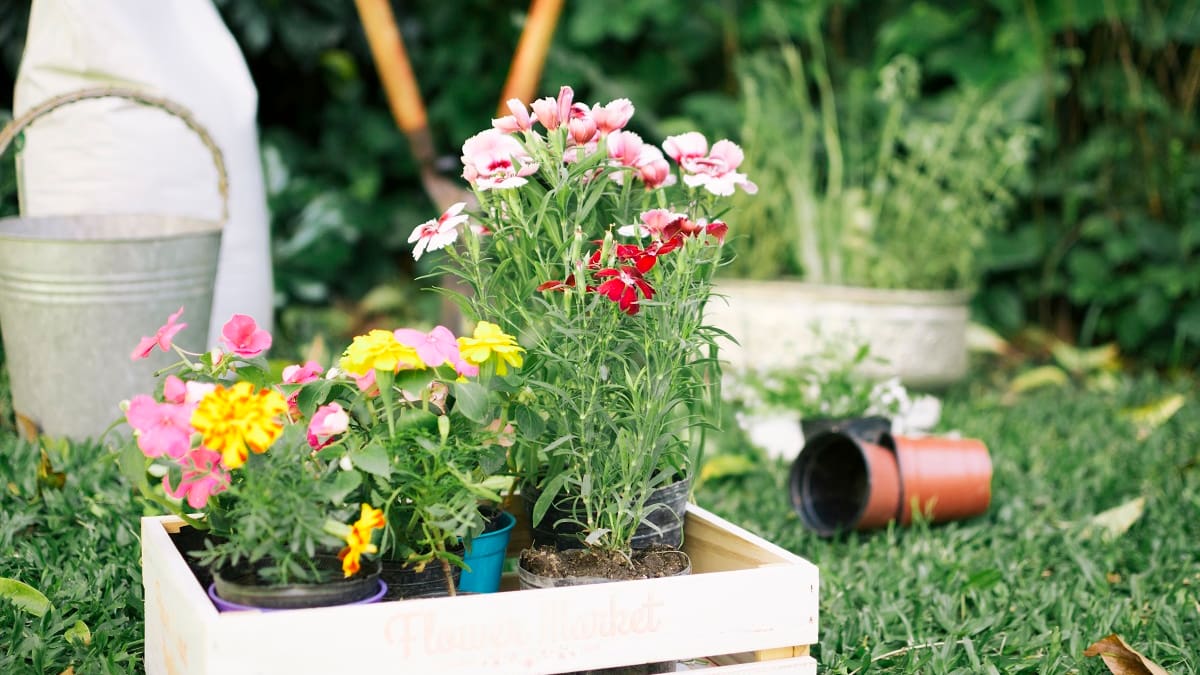 El otoño es un momento ideal para renovar balcones, jardines y macetas.