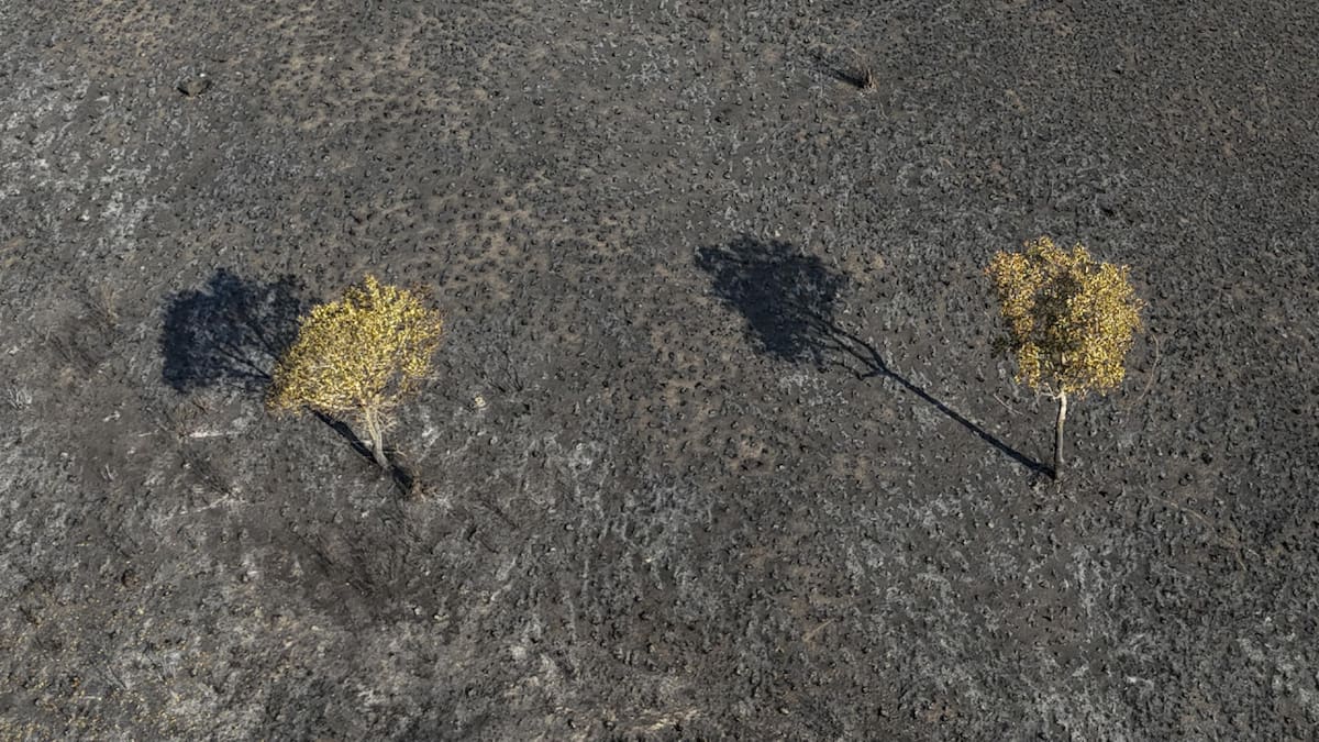 El Pantanal estaría por atravesar una de sus peores sequías. Foto: EFE.