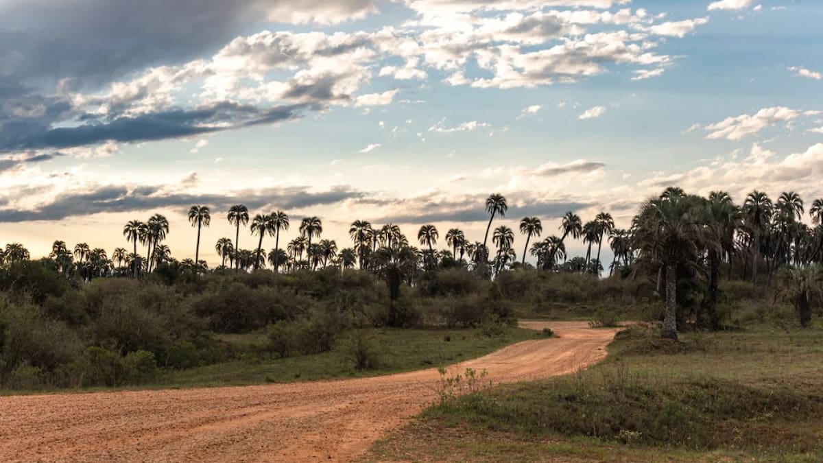 El Parque Nacional El Palmar es una de las pocas reservas en el mundo de la especia Yatay. Foto: NA.