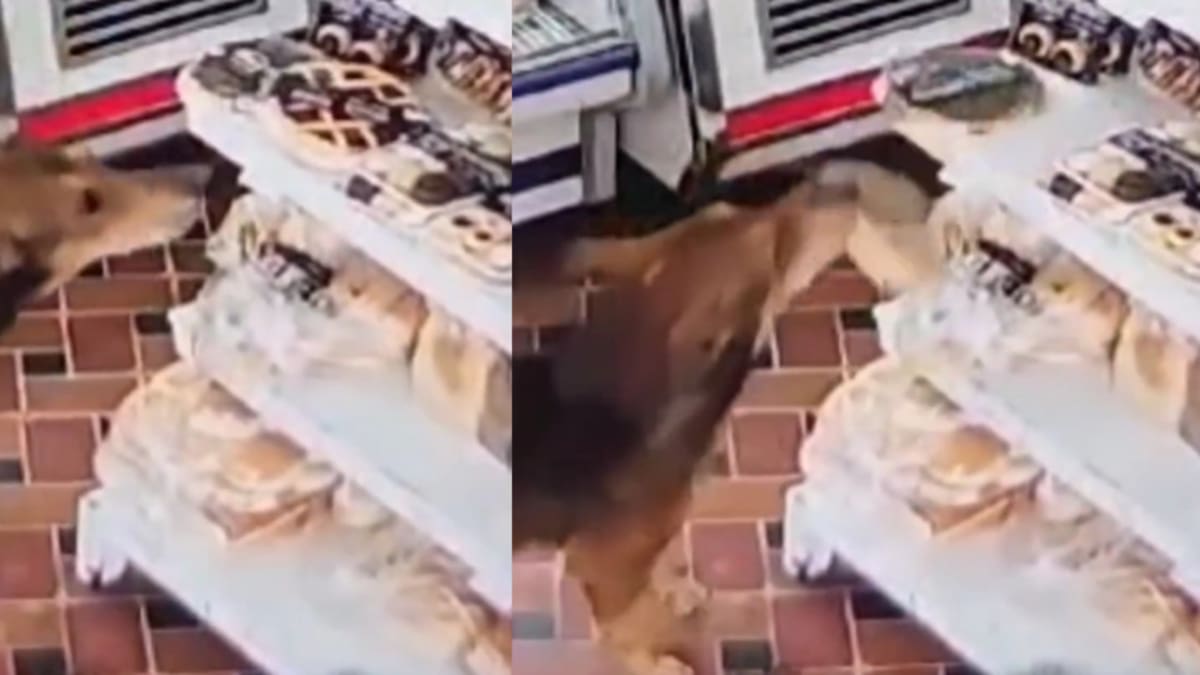 El perrito se volvió viral tras robarse una pastaflora. Foto: captura video.