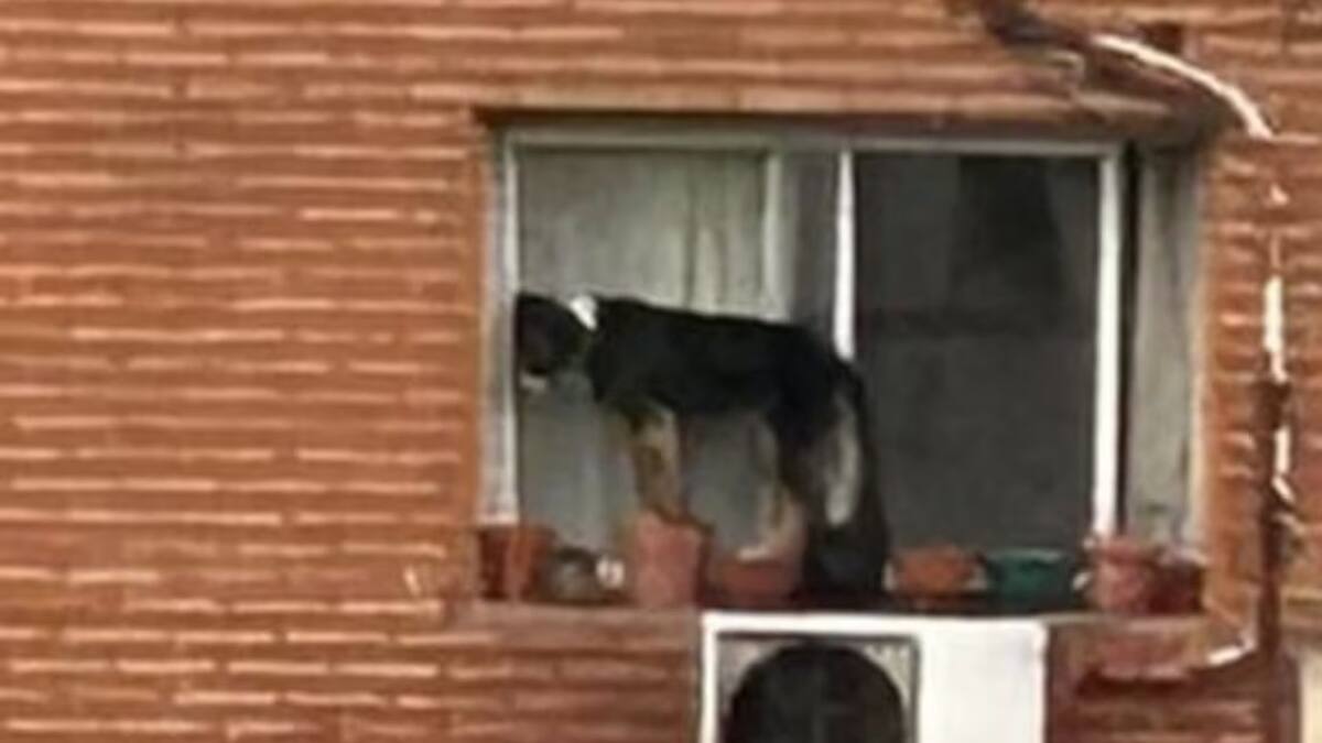 El perro pasó horas al borde de una ventana. Foto: X.