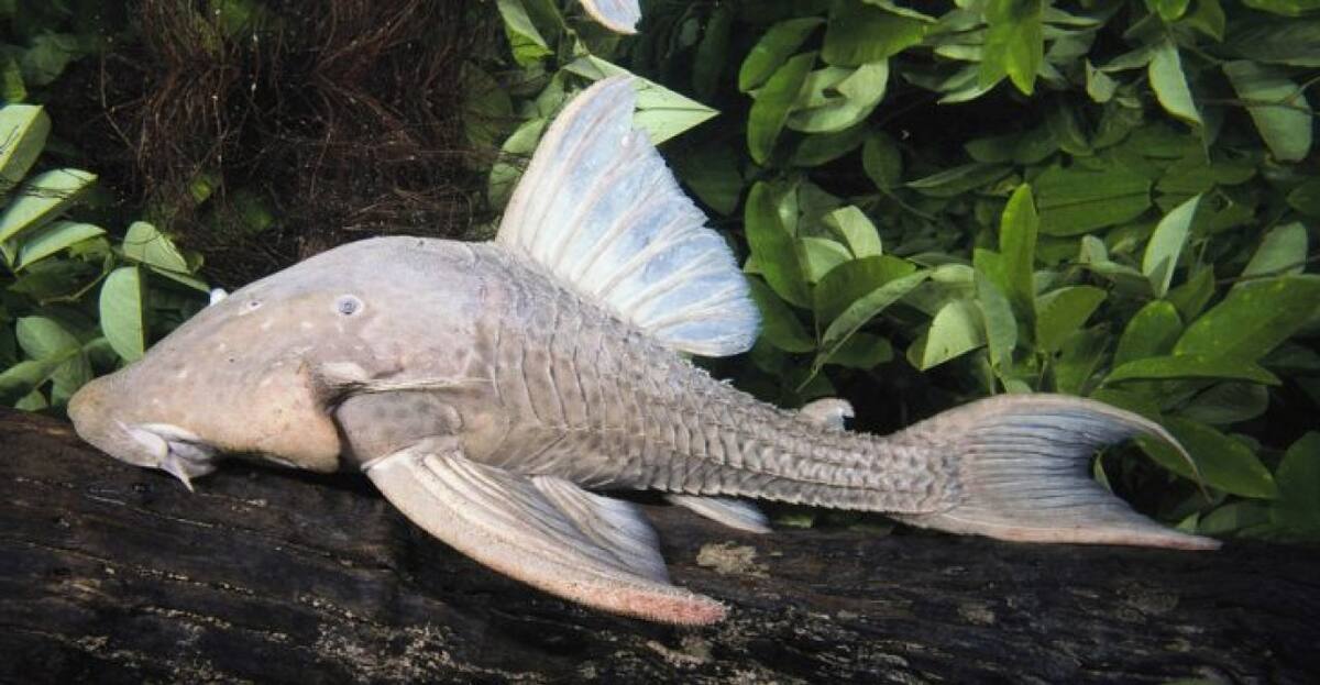 El pez que come madera. Foto X.