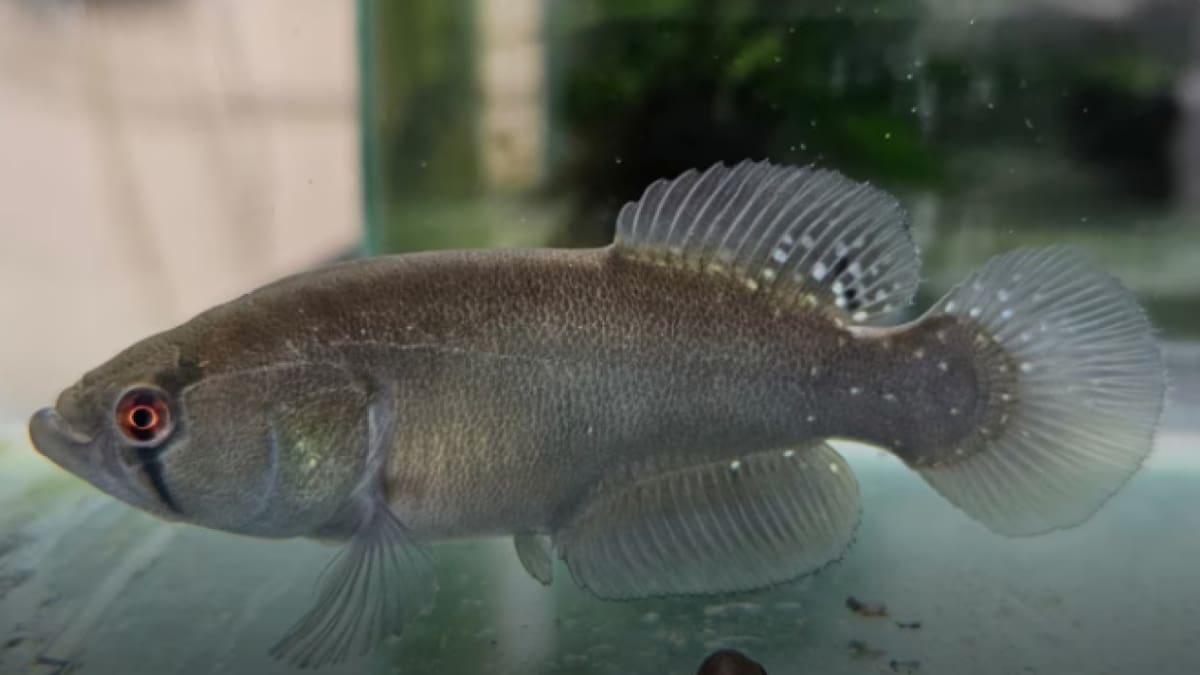 El pez Titanolebias calvinoi, una especie nueva. Foto: noasur.conicet.gov.ar