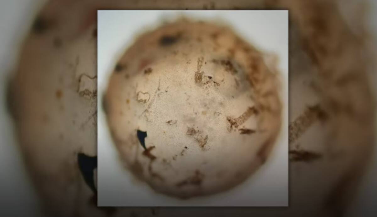 El pez Titanolebias calvinoi, una especie nueva. Foto: noasur.conicet.gov.ar