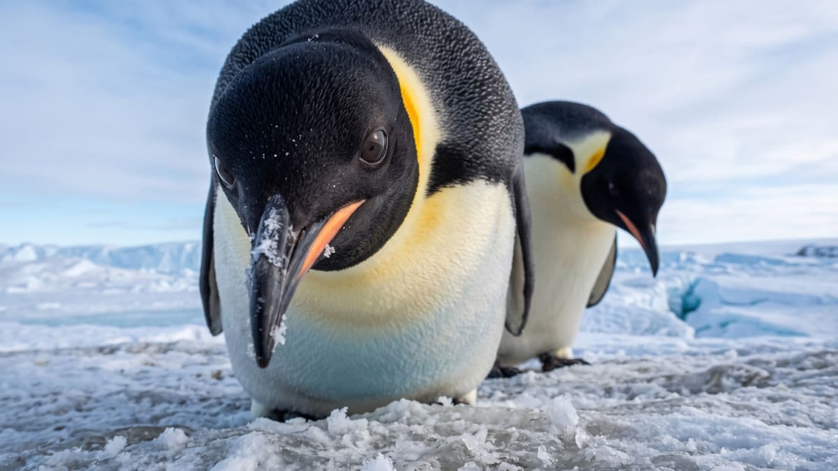 El Programa Antártico Australiano recomienda mantener una distancia de 50 metros de los pingüinos emperador.