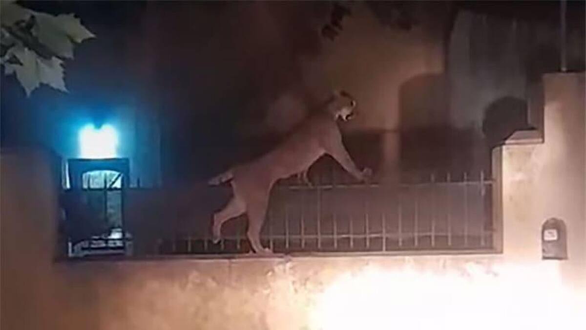 El puma se encontraba en Necochea. Foto: Captura de pantalla.