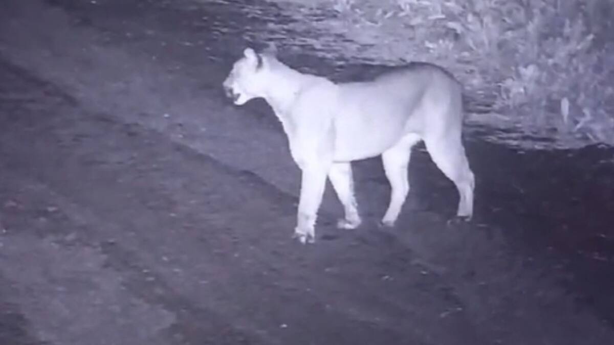 El puma visto en Canning. Foto: El Diario Sur.