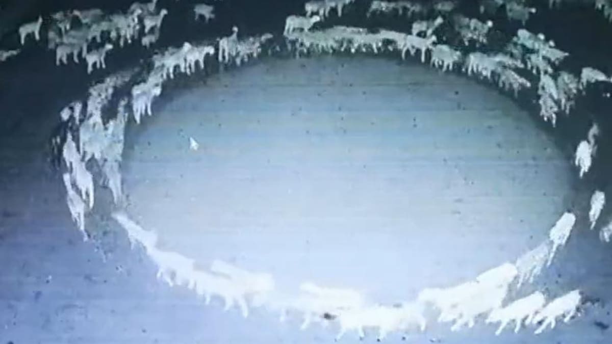 El rebaño de ovejas que causó asombro en todo el mundo. Foto: captura de video.