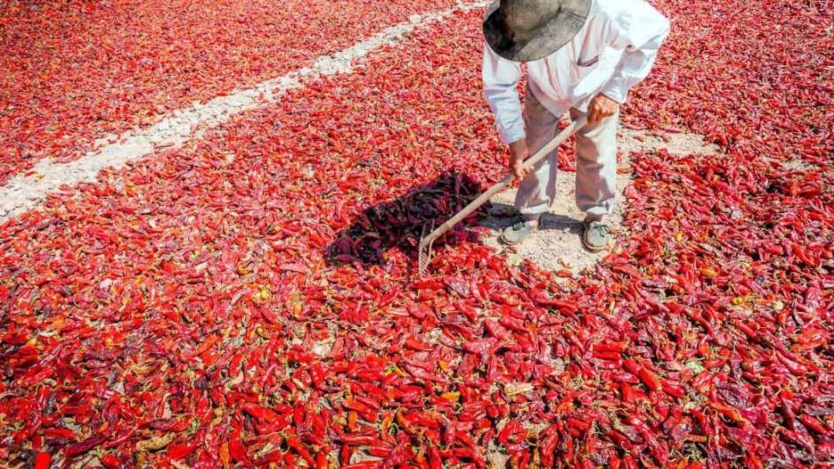Campos de pimientos secándose al sol tiñen de rojo los Valles Calchaquíes durante el otoño, en una postal típica de la producción artesanal del pimentón salteño.