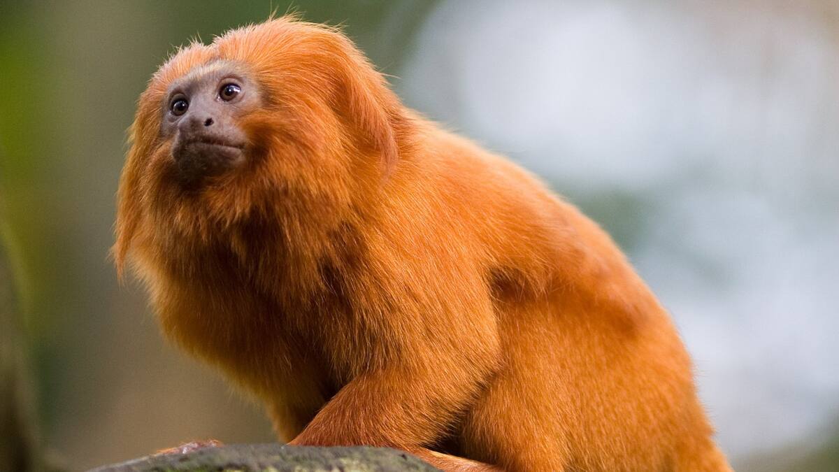 El tití león dorado en peligro de extinción. Foto: X