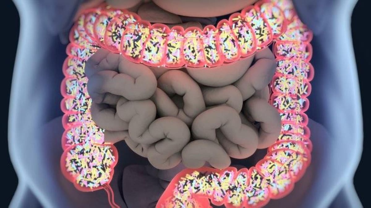 El trasplante fecal: una fuente inesperada de rejuvenecimiento cerebral