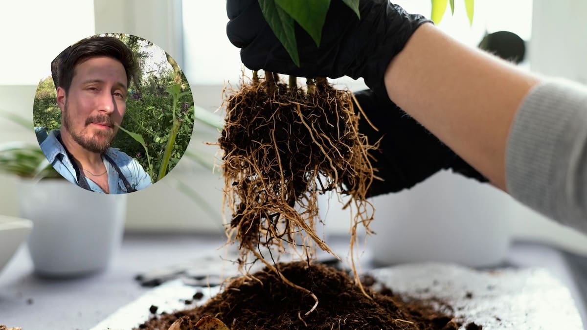 Felipe Castro, jardinero: “Al plantar tus plantas, hacé esto con las raíces para estimularlas y que crezcan mejor”