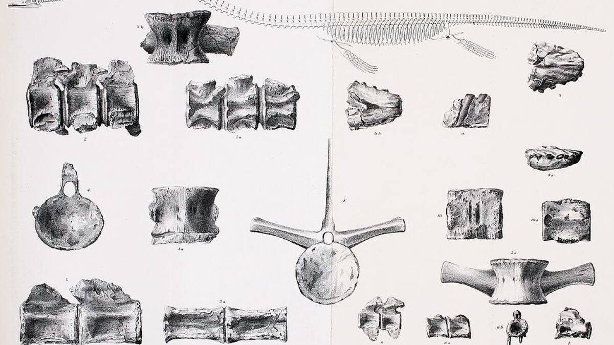 Elasmosaurus. Fuente: Wikipedia