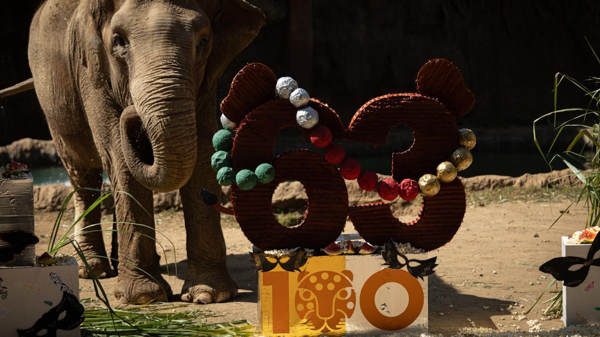 Elefanta trompita. Foto: EFE.