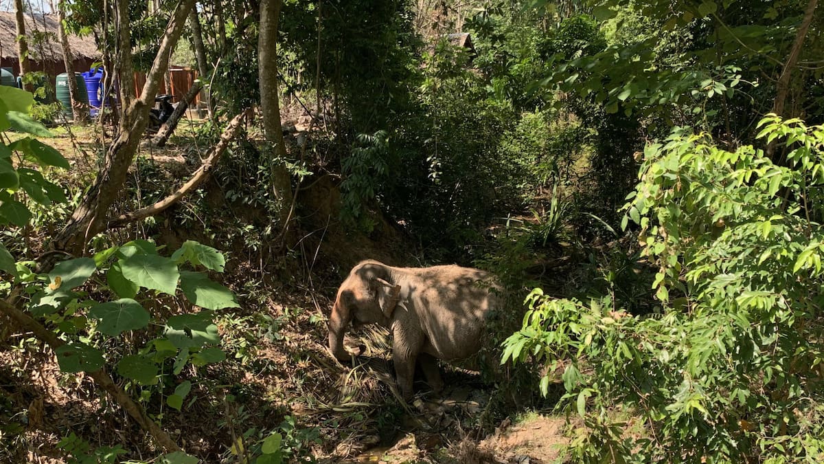 Elefante en Tailandia. Foto: EFE.