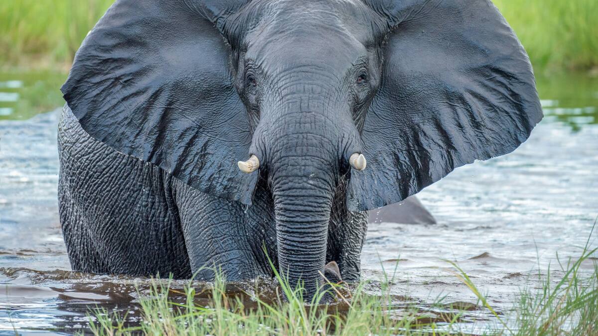 Elefante. Foto: Unsplash.