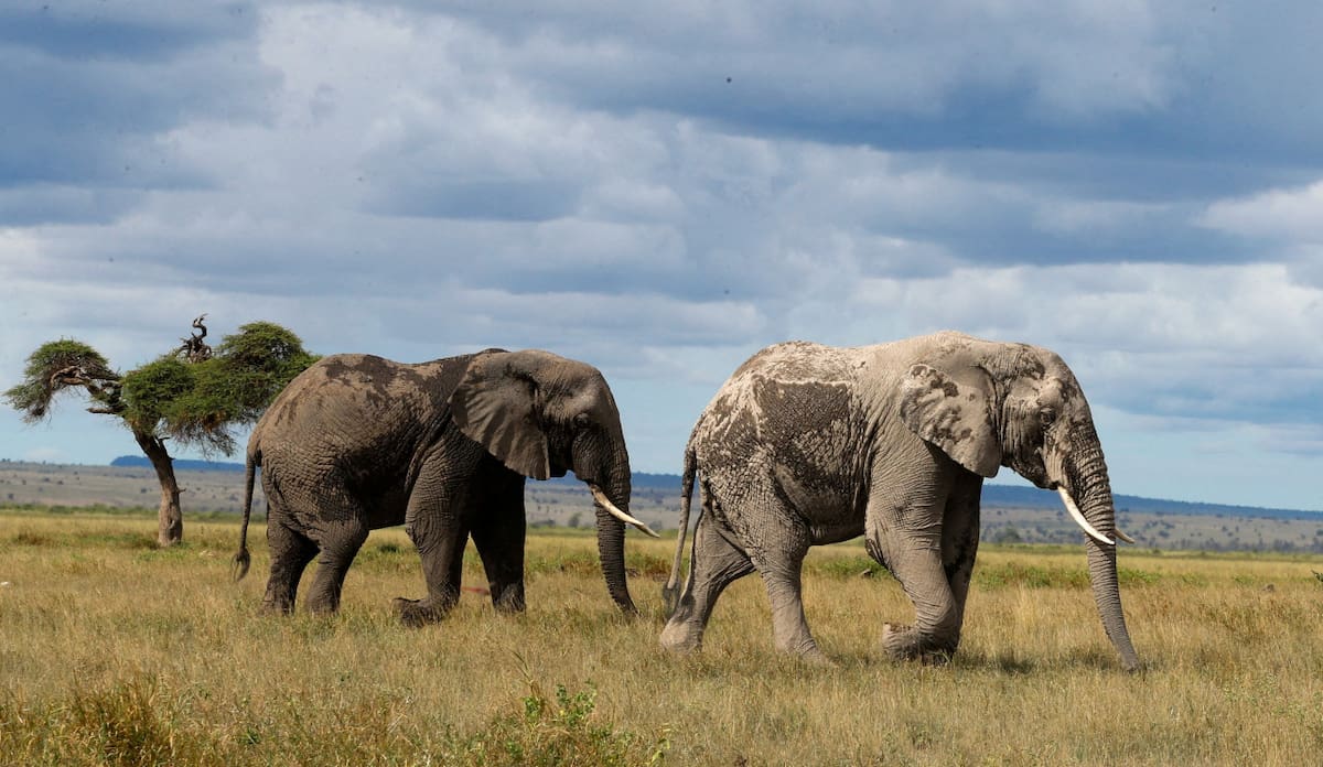 Elefantes africanos. Foto: Reuters.