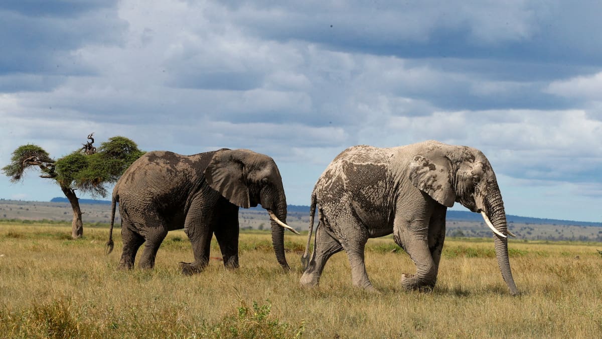 Elefantes africanos en peligro de extinción. Foto: Reuters.