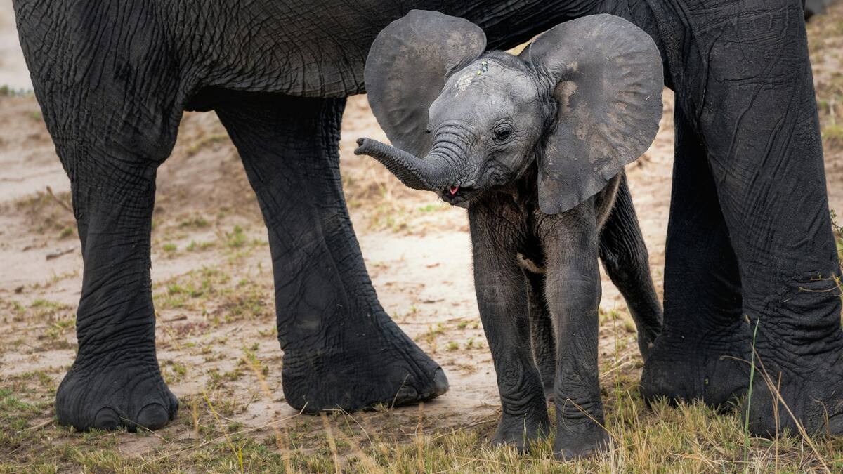 Una pequeña cría de elefante. Foto: Unsplash.