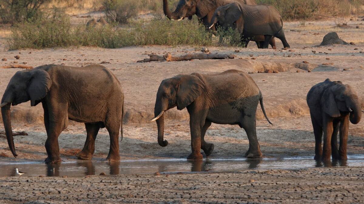 Elefantes en el Parque Nacional Hwange, Zimbabue. Foto: Reuters.