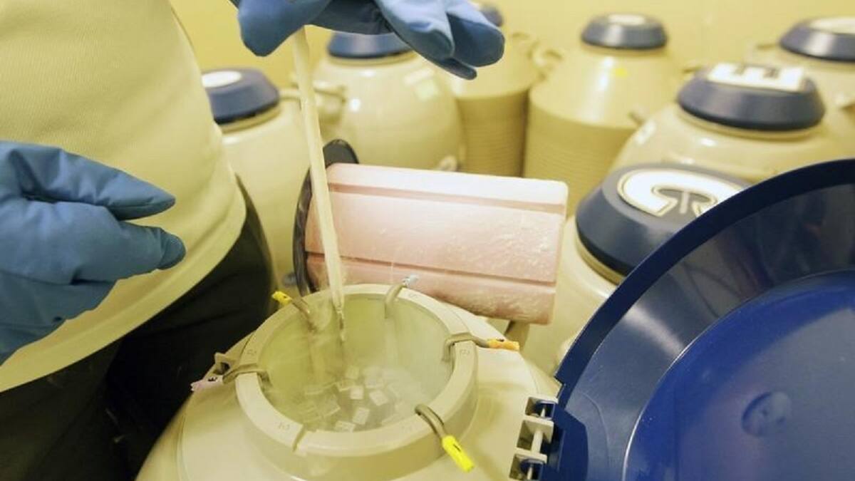La Justicia de Alabama consideró que embriones congelados son niños: qué pasa con las clínicas de fertilidad