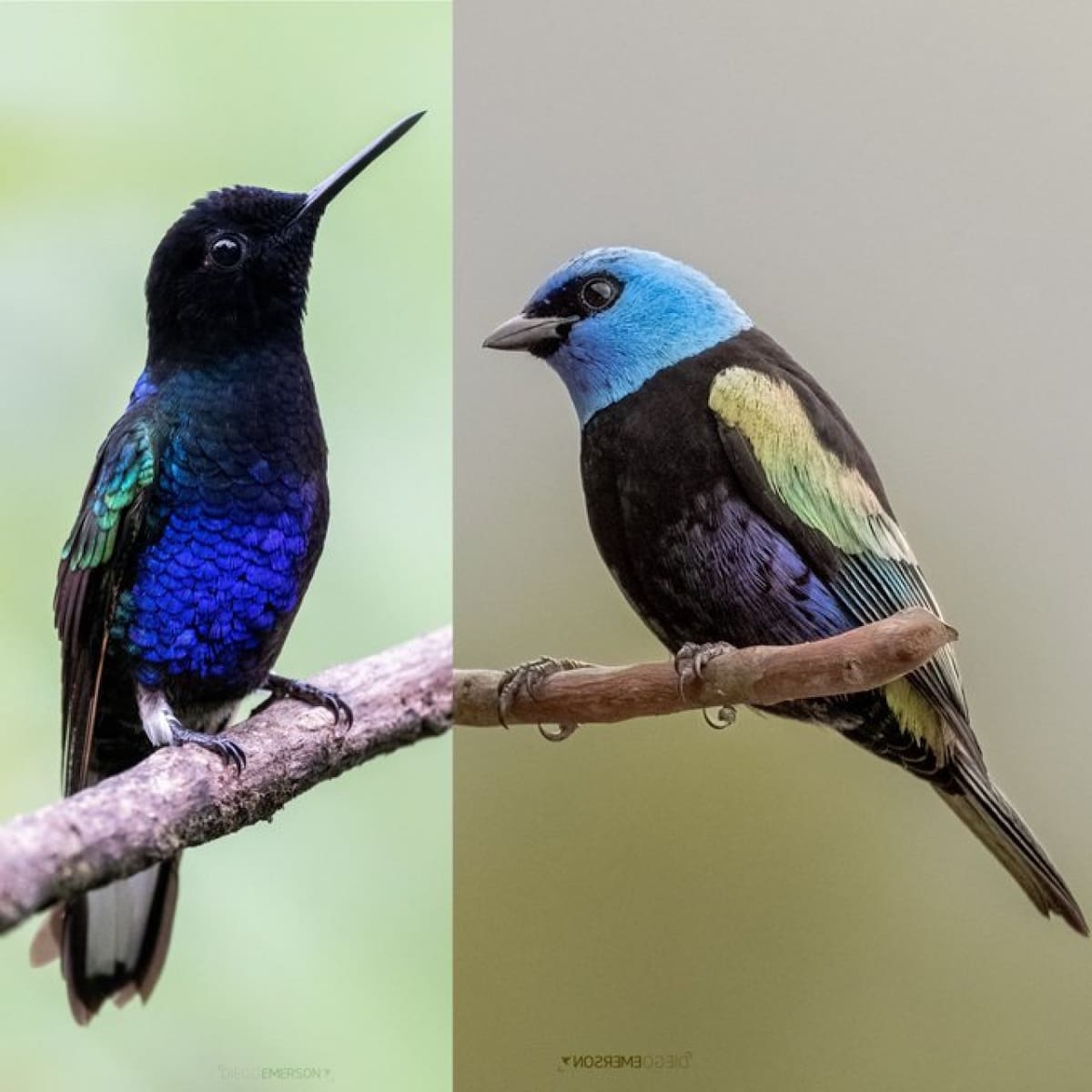 En la foto los dos son aves pero solo el de la derecha es pájaro. Foto X @diegoetorres