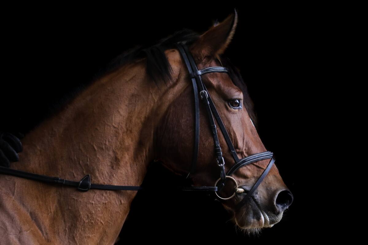 Encefalomielitis equina. Foto: Unsplash