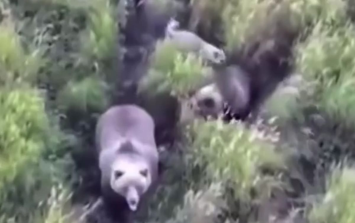 Encontraron a su perro jugando con un oso. Foto X.