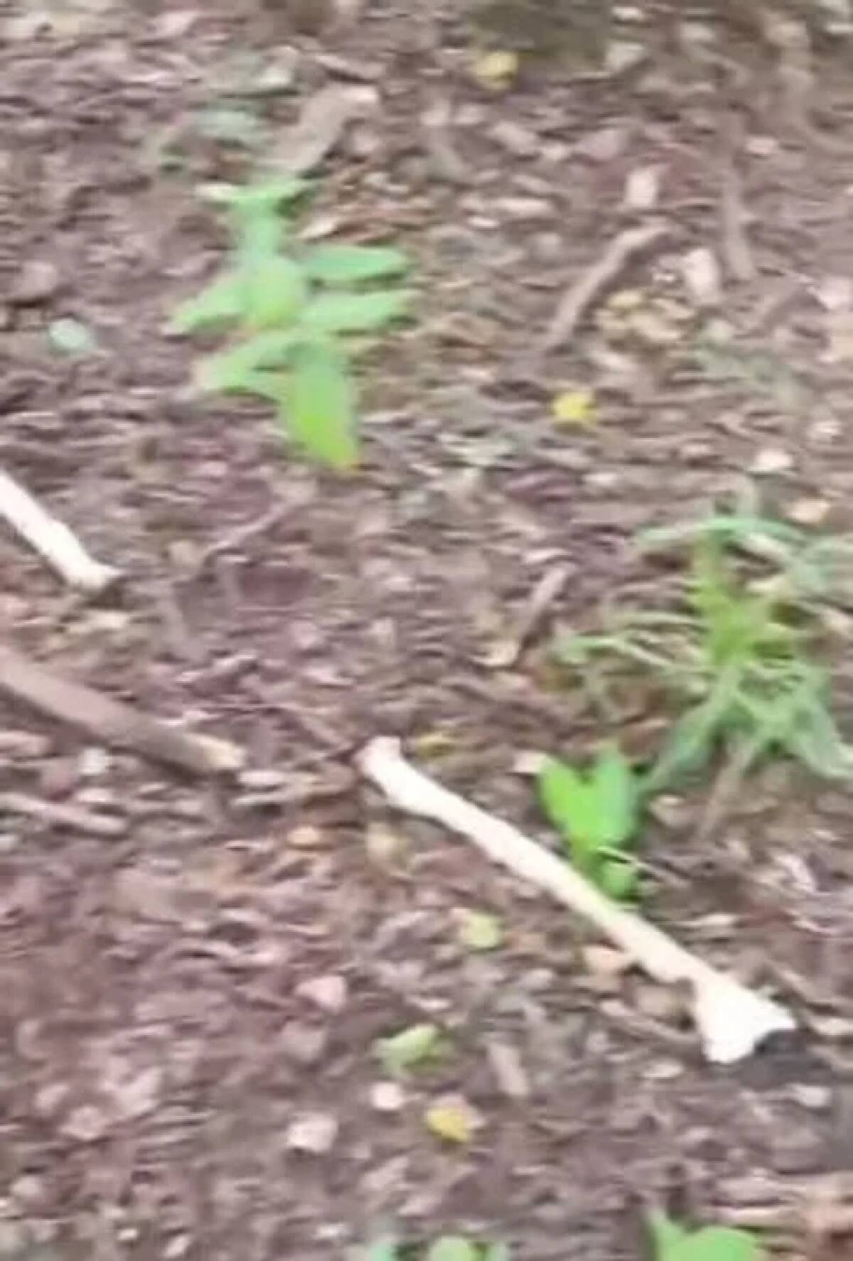 Encontraron restos humanos en Salta. Foto: NA.