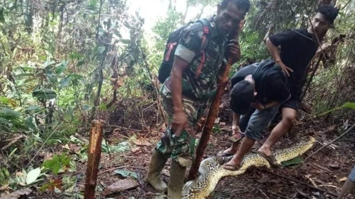 Encuentran a una mujer dentro de una pitón. Fuente: X