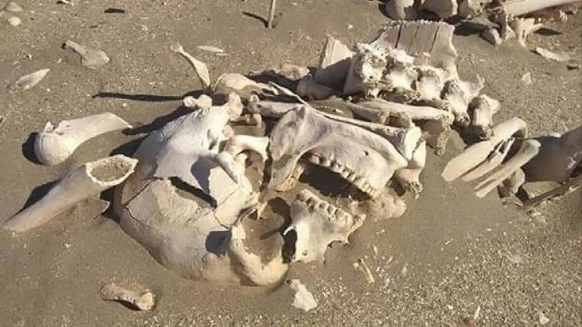 Encuentran bolsa con huesos en Chubut