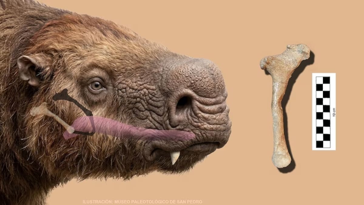 Histórico hallazgo en San Pedro: descubren un hueso de un perezoso gigante de hace 200 mil años