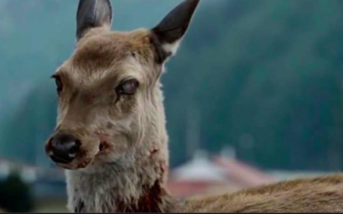 Enfermedad zombie amenaza a EEUU y Canadá