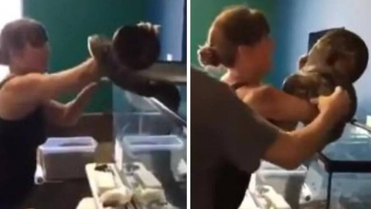 Enorme pitón se lanza sobre su cuidadora y la muerde