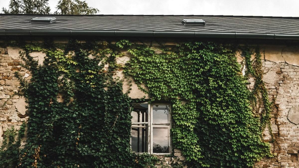 Las enredaderas son ideales para rellenar espacios y darles color. Foto: Pexels.