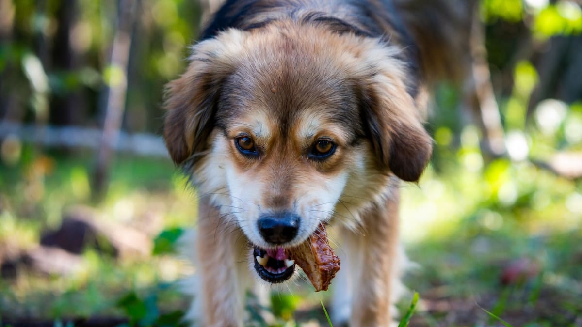 ¿Es conveniente darle sobras de asado a tu perro?