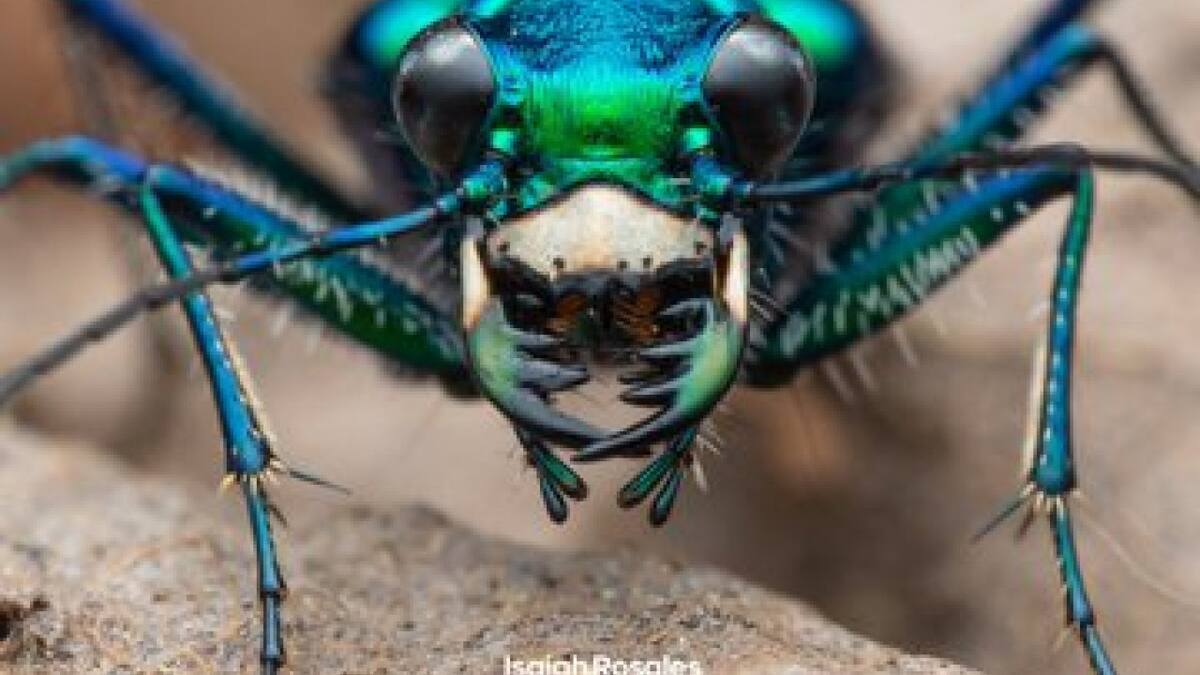 Escarabajo de tigre. Foto Twitter @animaritos.