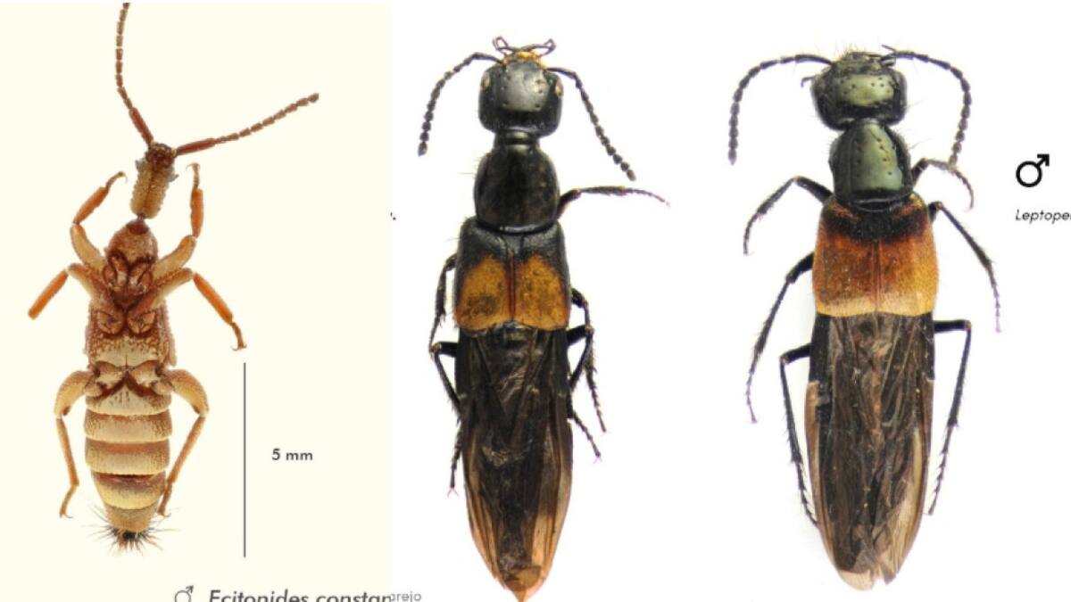 Escarabajos encontrados por biologos peruanos y argentinos. Fuente: Captura.