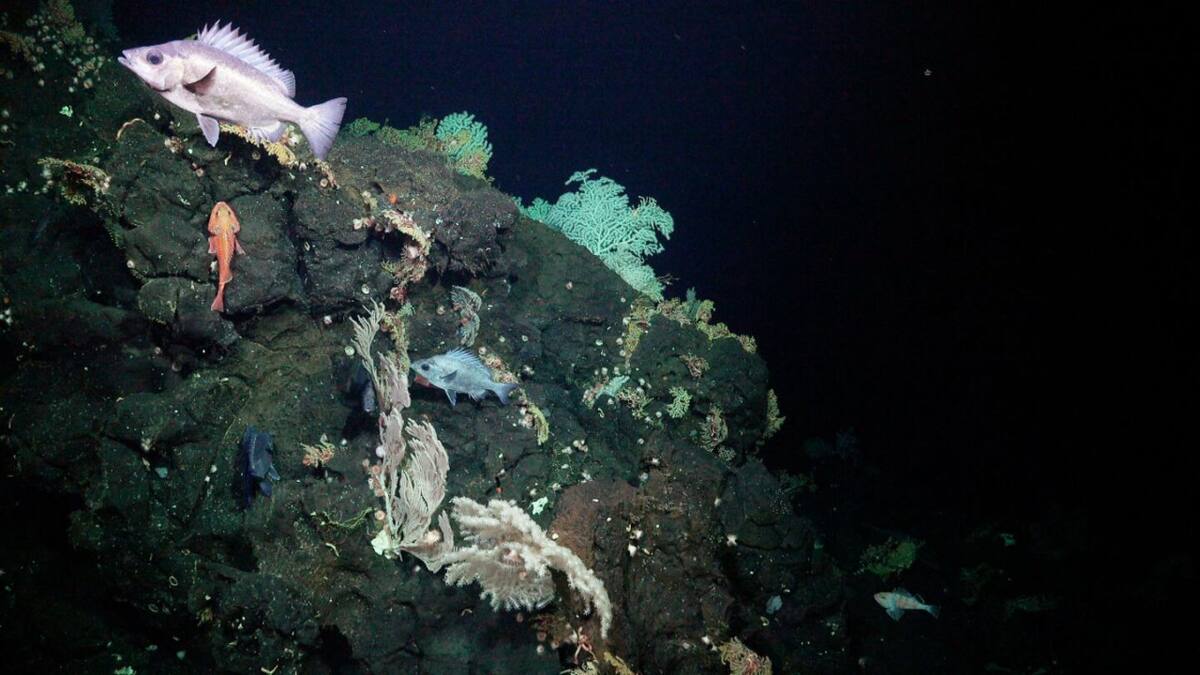Especies marinas desconocidas fueron halladas. Foto: ROV SuBastian / Schmidt Ocean Institute