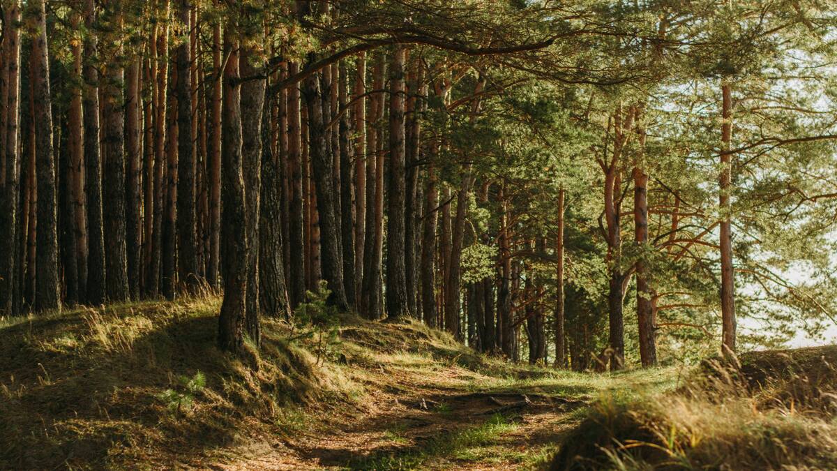 Esta degeneración de las células de las hojas podría ser un factor para la conversión de los bosques tropicales en sabanas. Unsplash.