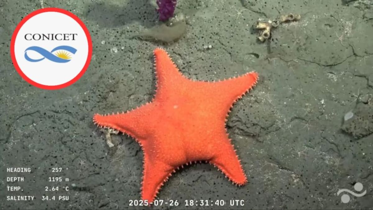 Estrella de mar "culona" hallada por CONICET.